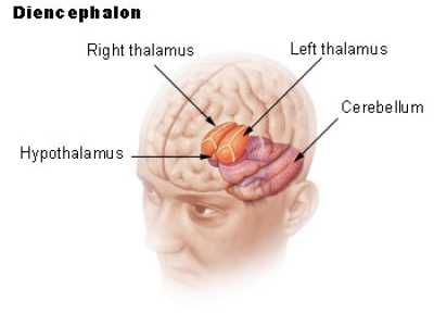Der Hypothalamus