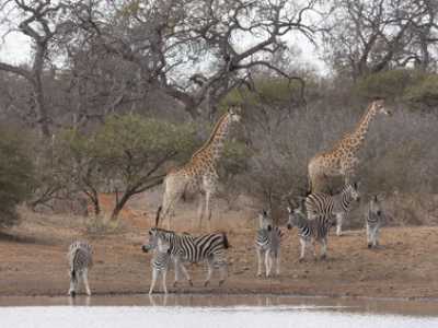 NGOs wie der WWF versuchen, durch den Erhalt der Natur-schutzparks die Artenvielfalt zu schützen