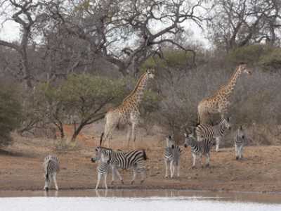 NGOs wie der WWF versuchen, durch den Erhalt der Natur-schutzparks die Artenvielfalt zu sch&uuml;tzen