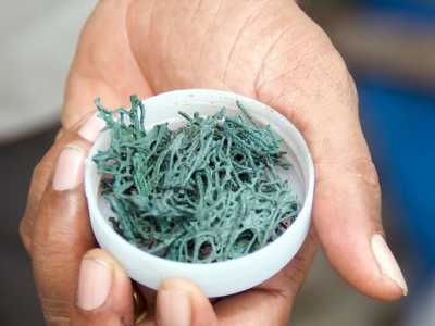 Unbearbeitete Spirulina-Alge