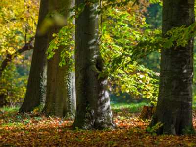W&auml;lder bieten einen Lebensraum f&uuml;r zahlreiche Tiere und Insekten - Die Abholzung zerst&ouml;rt die Umwelt dieser Lebewesen